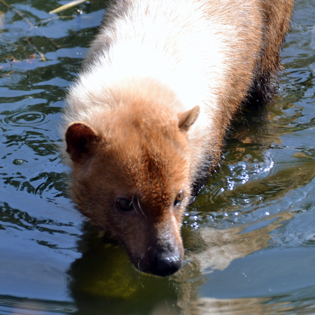boshond in het water in GaiaZOO