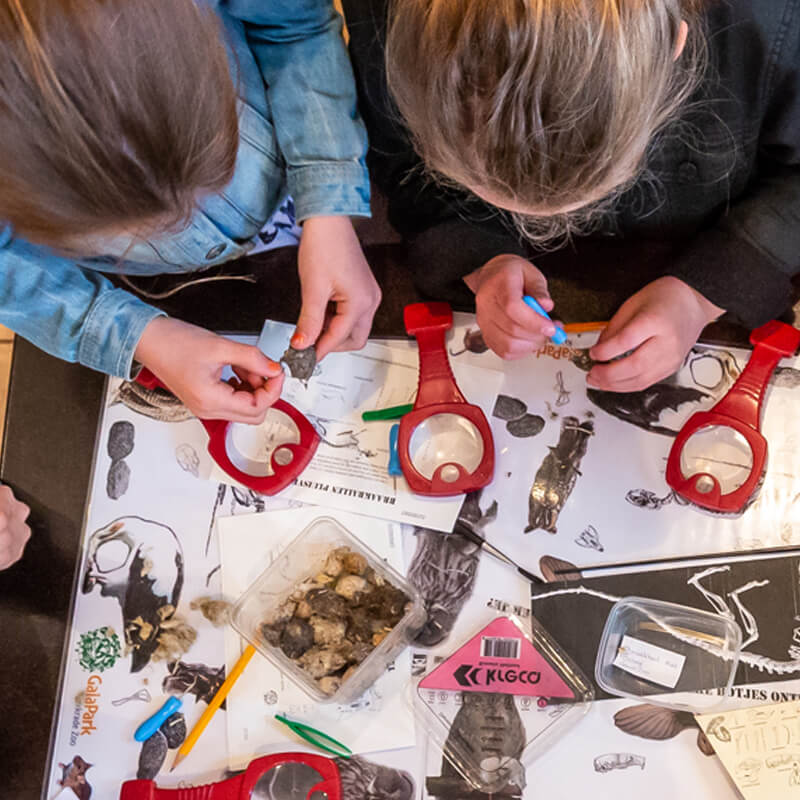 braakbalpluizen kinderfeest in GaiaZOO KraaienNest