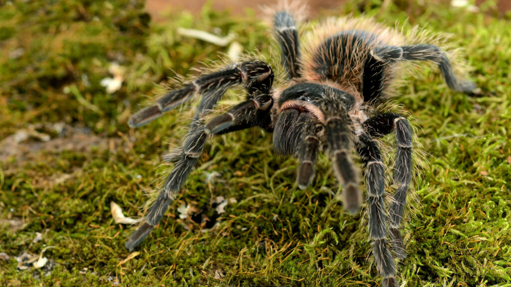 Braziliaanse zalmroze vogelspin op mos in GaiaZOO