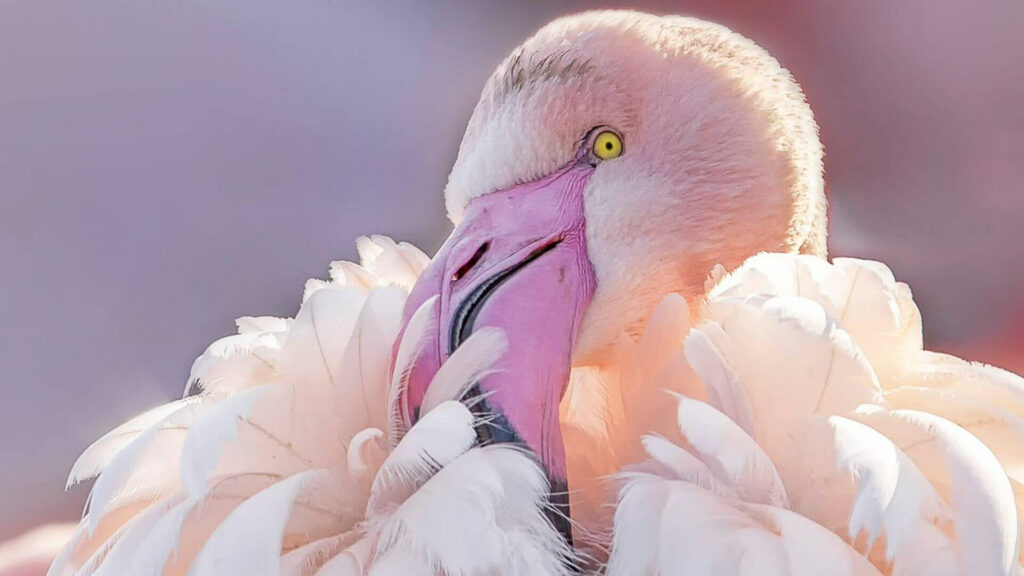 Grote flamingo 