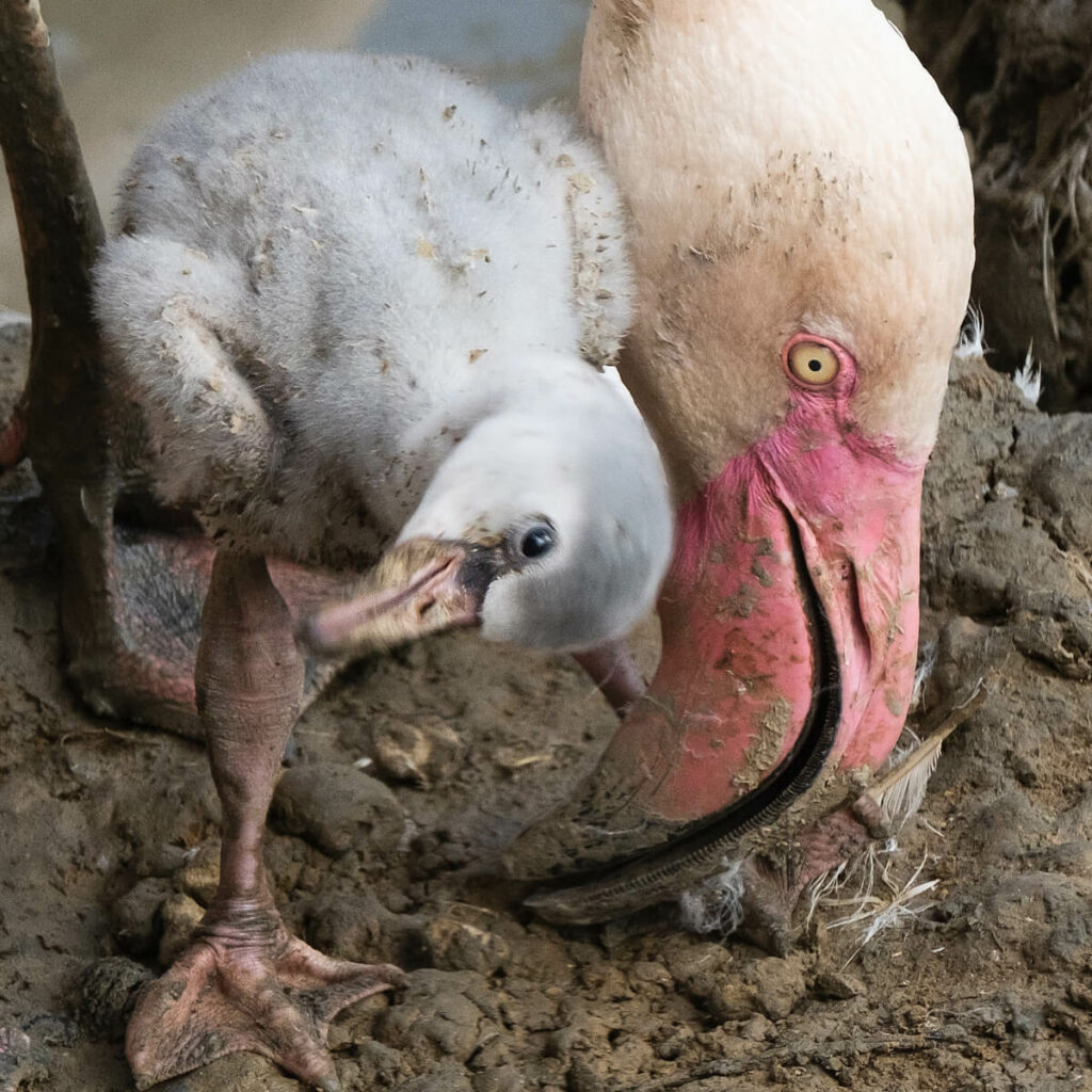 flamingokuiken met ouder Bob Luijks