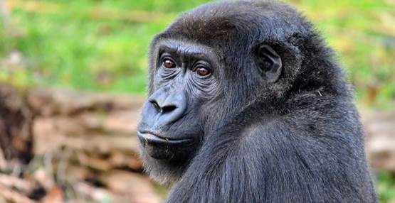 Gorillavrouw