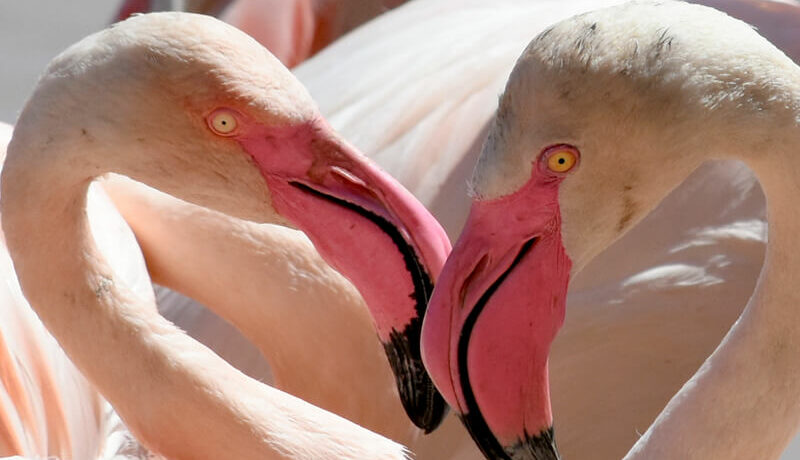GaiaZOO als Geschenk 