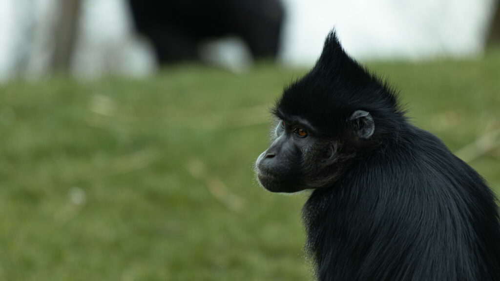 Kuifmangabey 