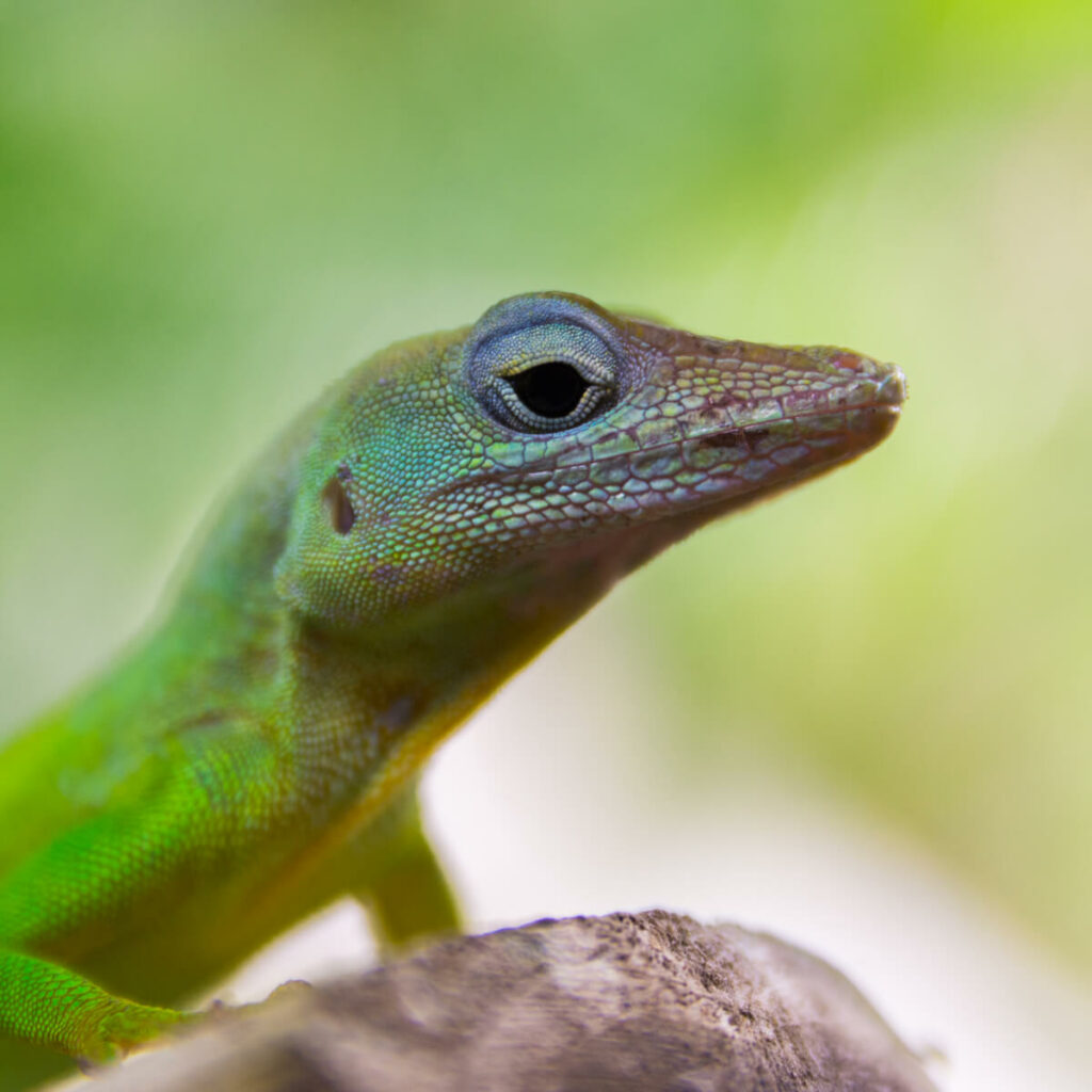 marmeranolis van dichtbij in GaiaZOO