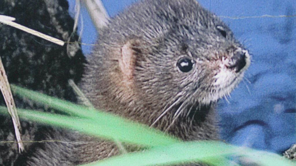 Adoptieren Sie den Europäischen Nerz 
