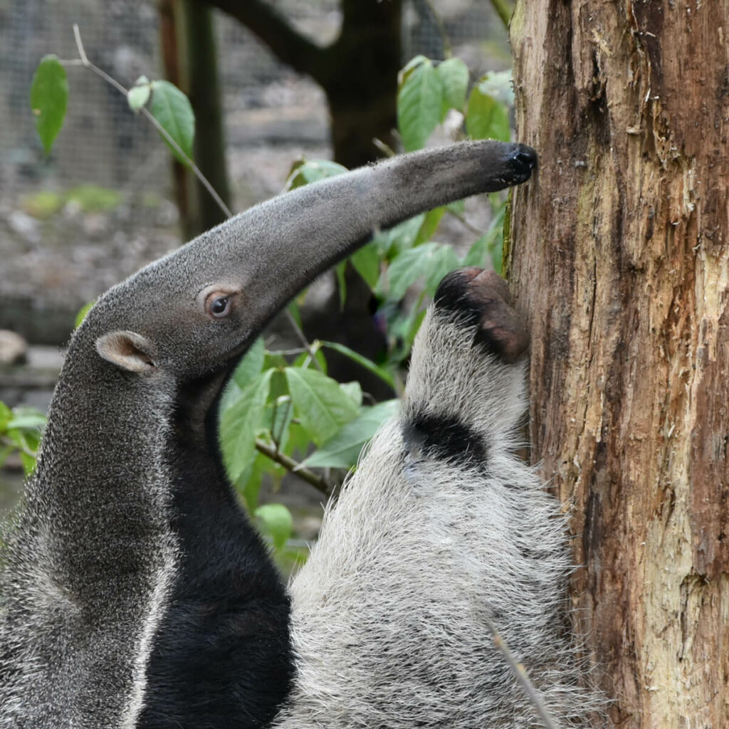 reuzenmiereneter bij boom GaiaZOO