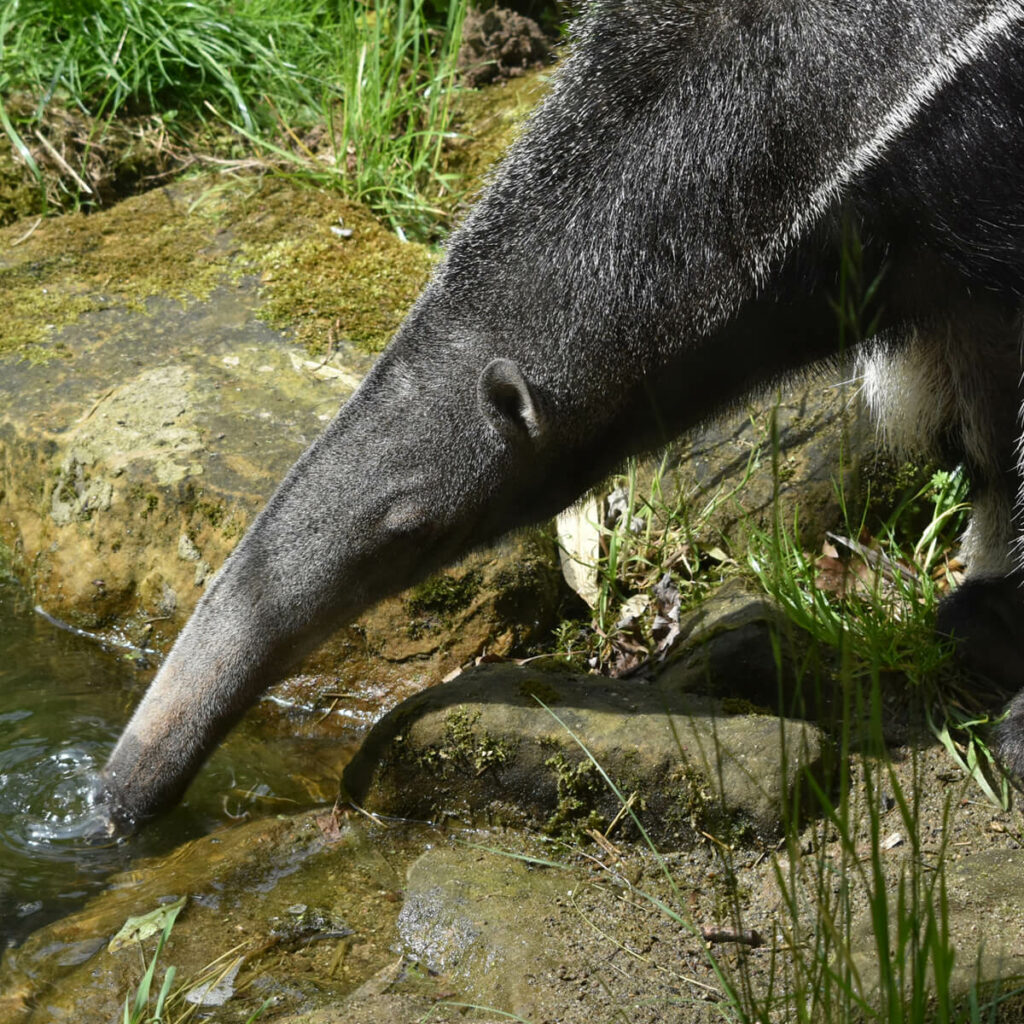 reuzenmiereneter die drinkt in GaiaZOO
