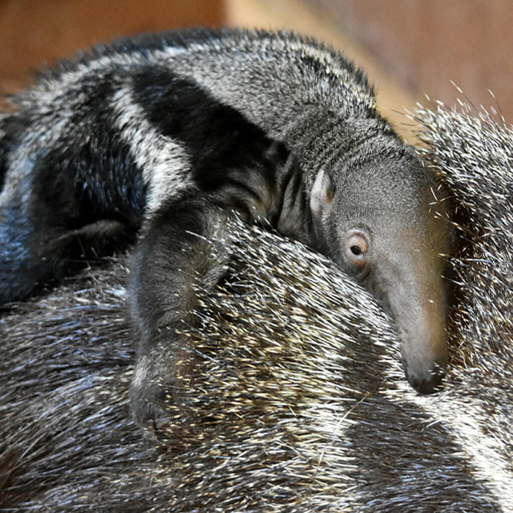 Adoptieren Sie den großen Ameisenbär 