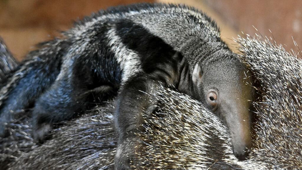 reuzenmiereneter jong in GaiaZOO