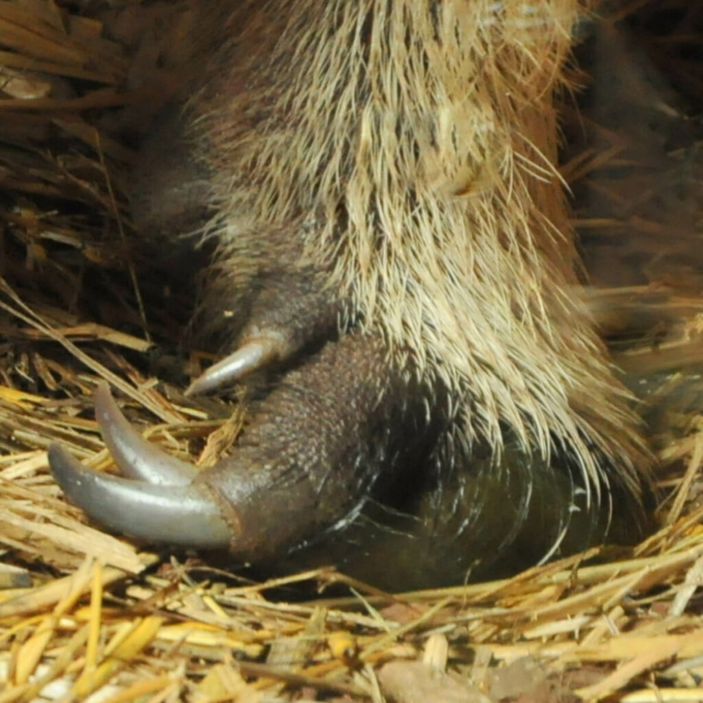 Lange Nägel