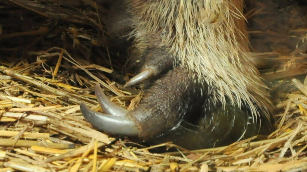 reuzenmiereneter klauw in GaiaZOO