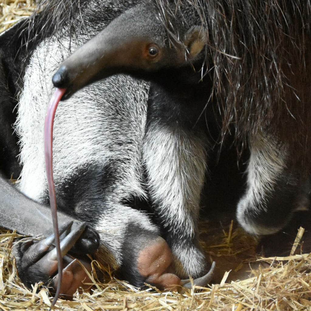reuzenmiereneter met lange tong in GaiaZOO
