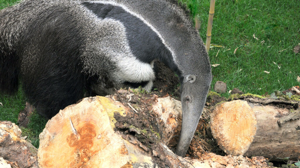 reuzenmiereneter wroedt in boomstam GaiaZOO
