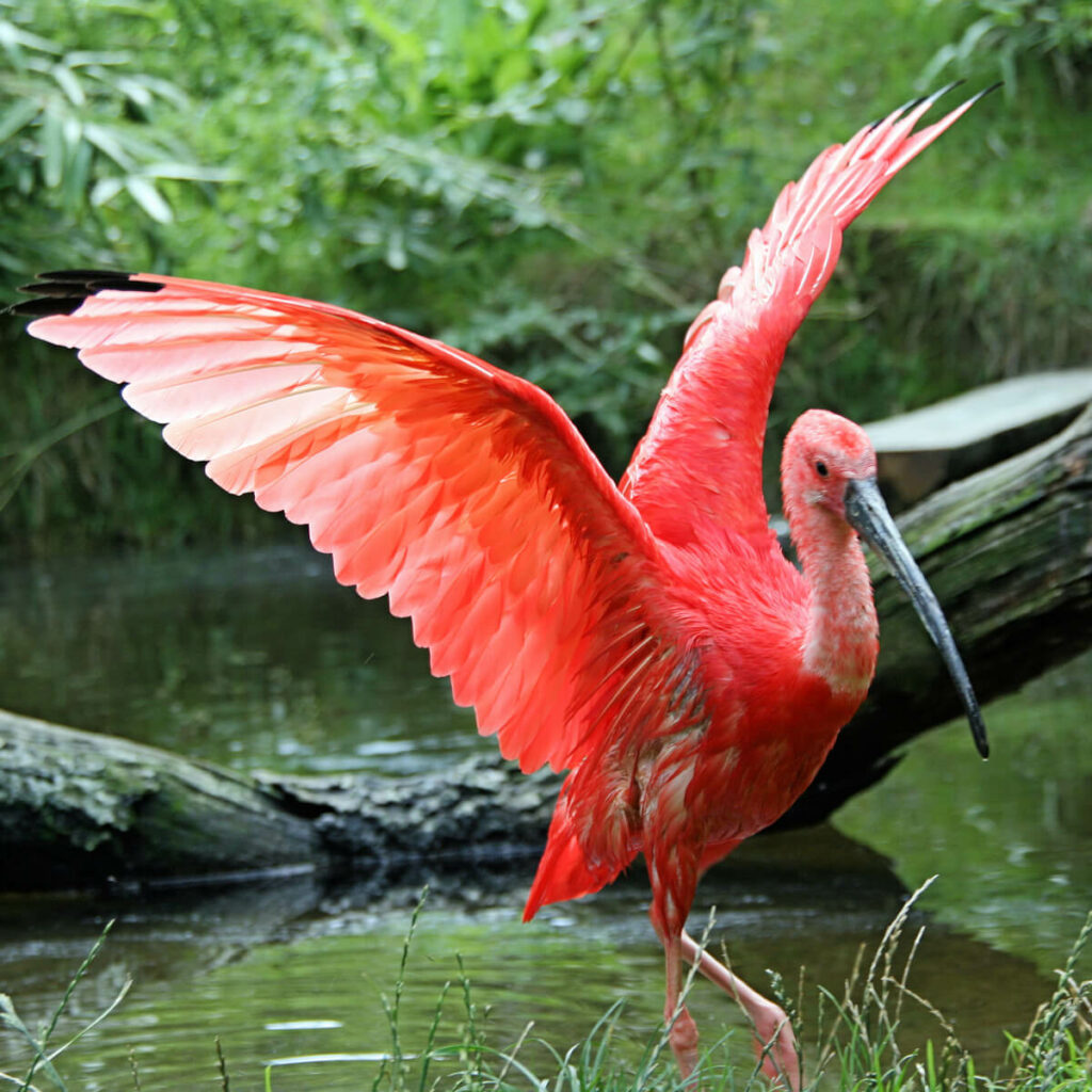 rode ibis spreidt vleugels in GaiaZOO