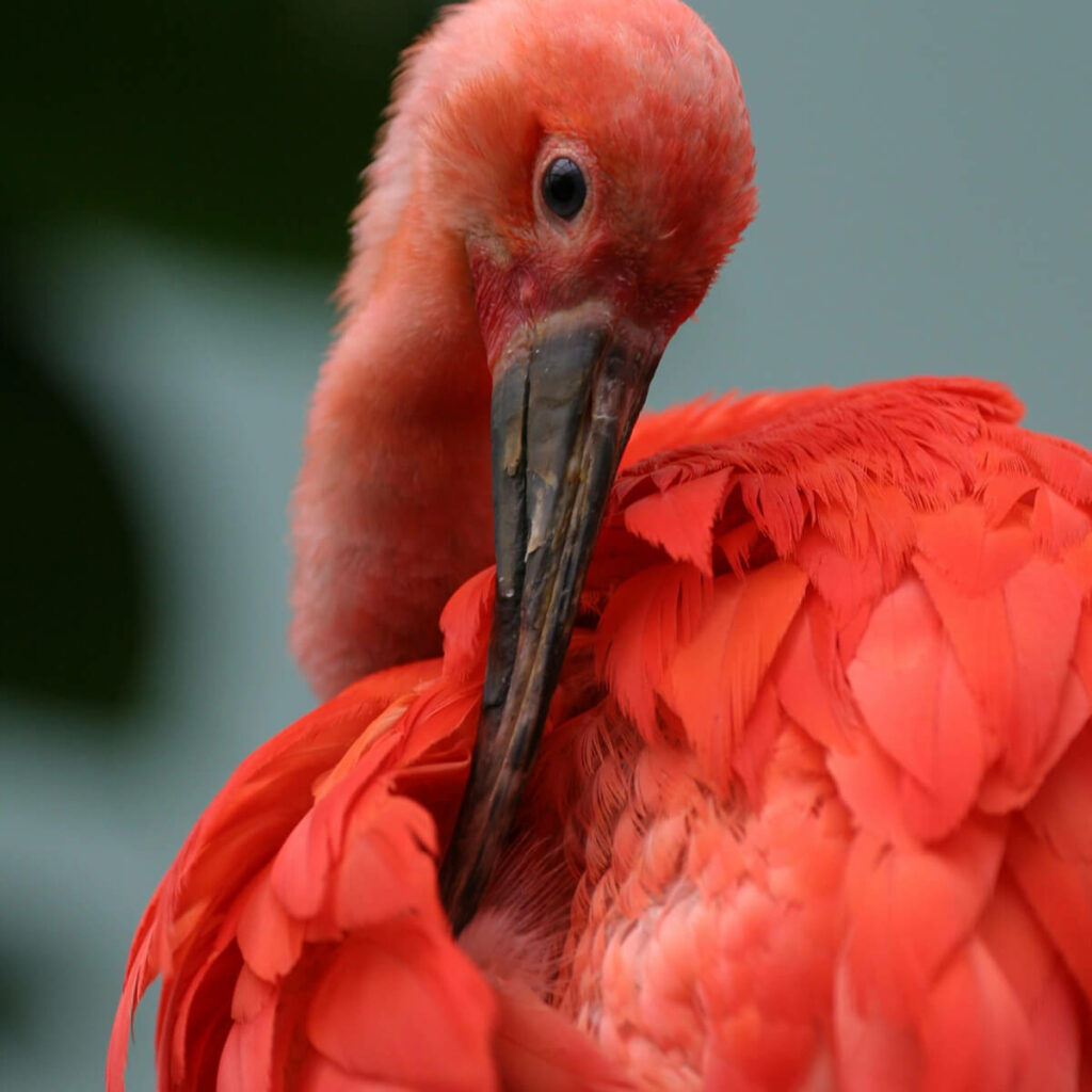 Adoptieren Sie den roten Ibis 