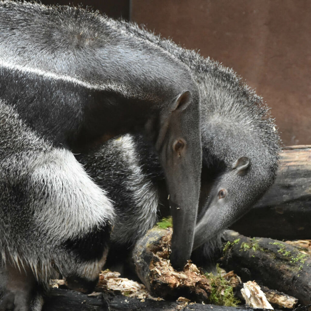 twee reuzenmiereneters samen in GaiaZOO eten