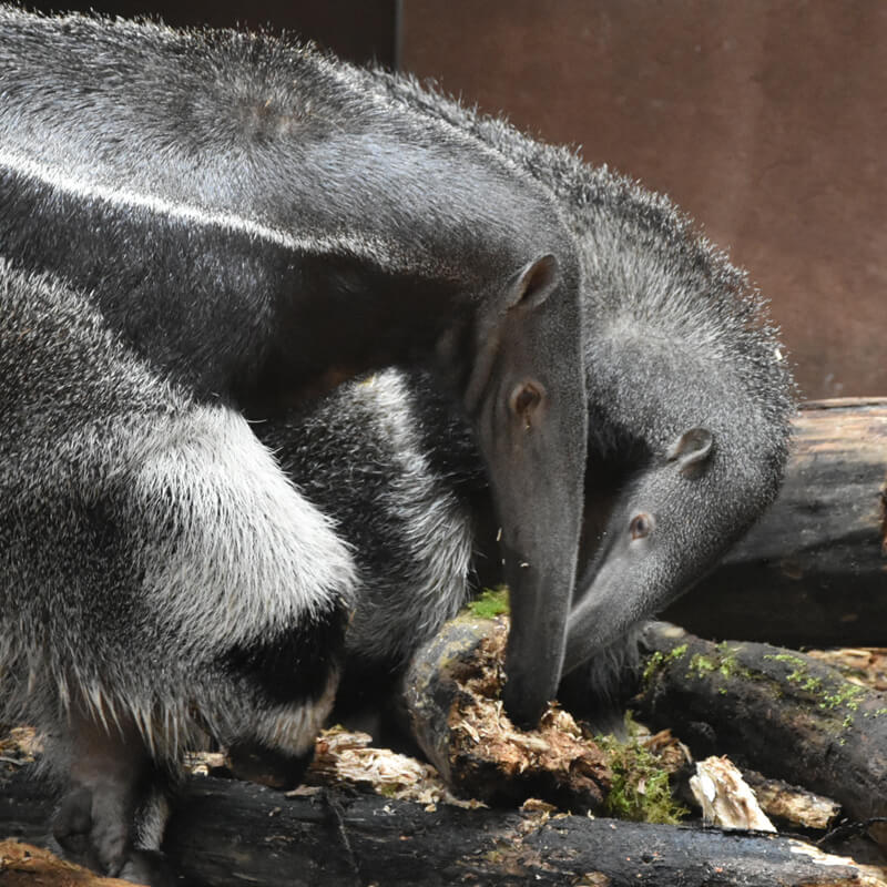twee reuzenmiereneters samen in GaiaZOO eten
