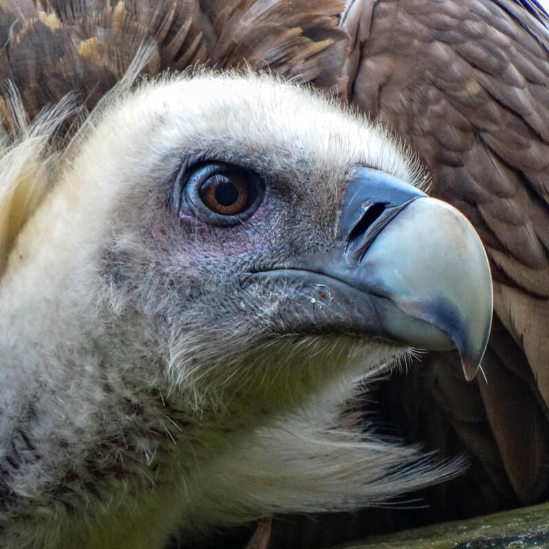 Adoptieren Sie den Gänsegeier 