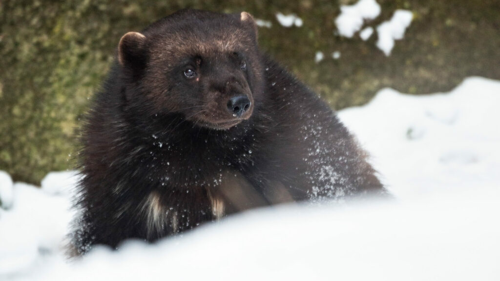 veelvraat in de winter in GaiaZOO