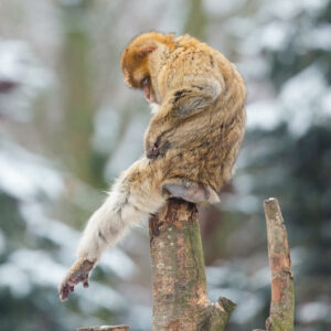 winterse foto van de berberaap in GaiaZOO