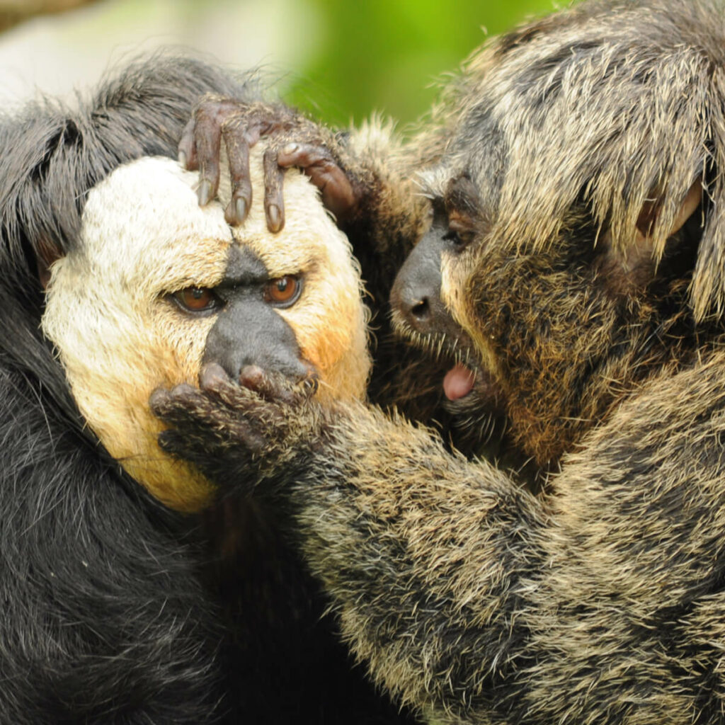 witgezicht saki koppel in GaiaZOO