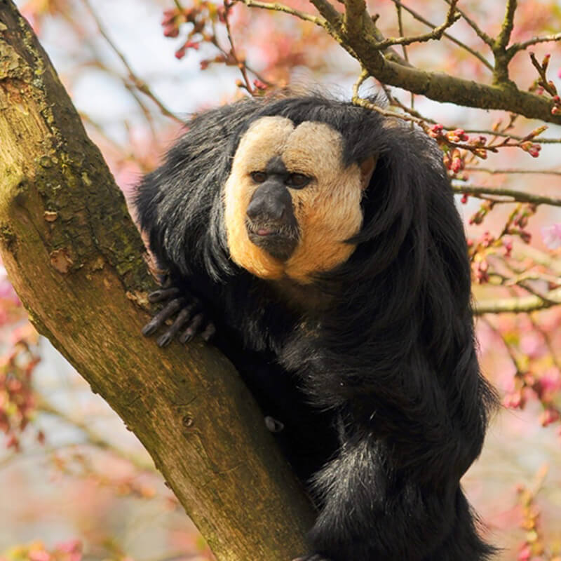 witgezicht saki tussen de bloesem in GaiaZOO
