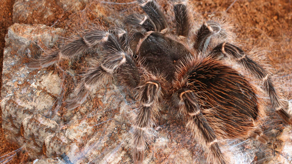 zalmroze vogelspin in GaiaZOO