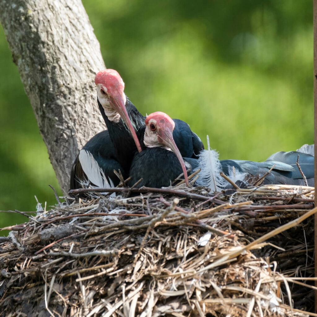 kaalkopibissen op het nest in GaiaZOO