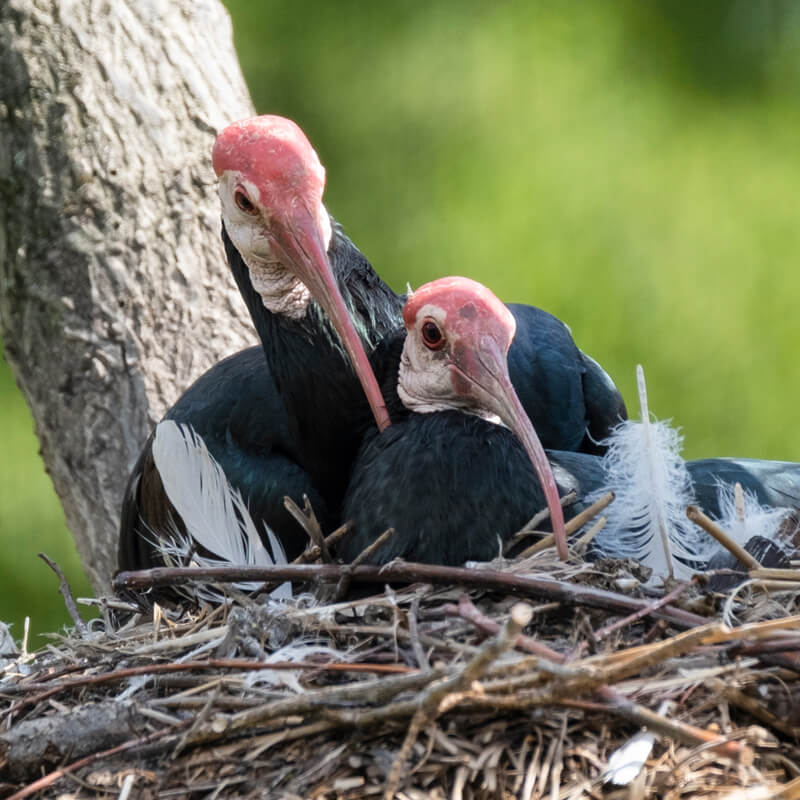 kaalkopibissen op het nest in GaiaZOO