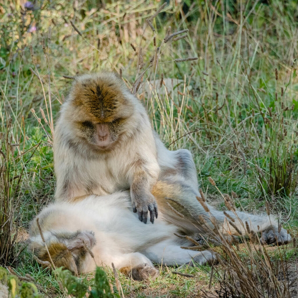 berberapen vlooien elkaar in GaiaZOO