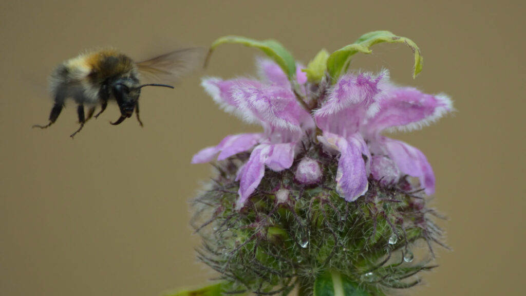 Ben jij handig? Bouw dan je eigen insectenhotel 