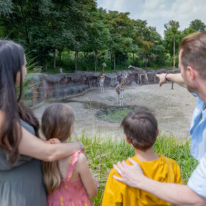 Gezin kijkt en wijst naar giraffes
