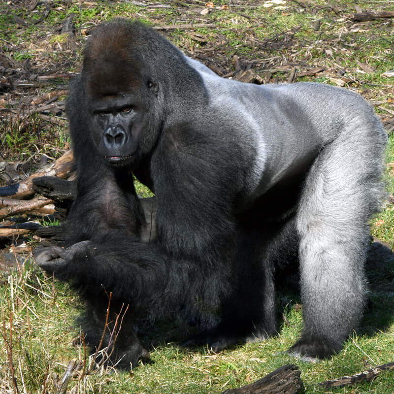 zilverrug in GaiaZOO