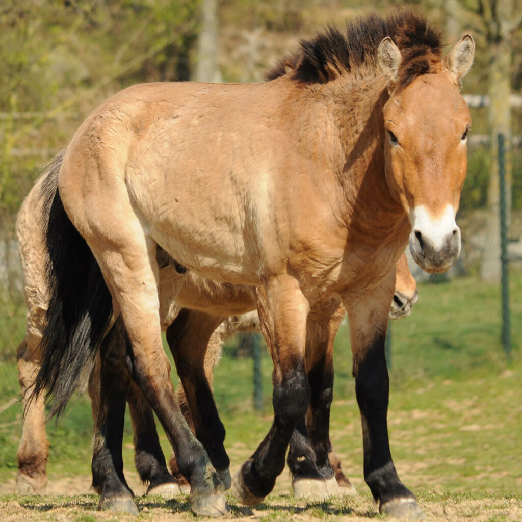 Przewalskipaard in GaiaZOO
