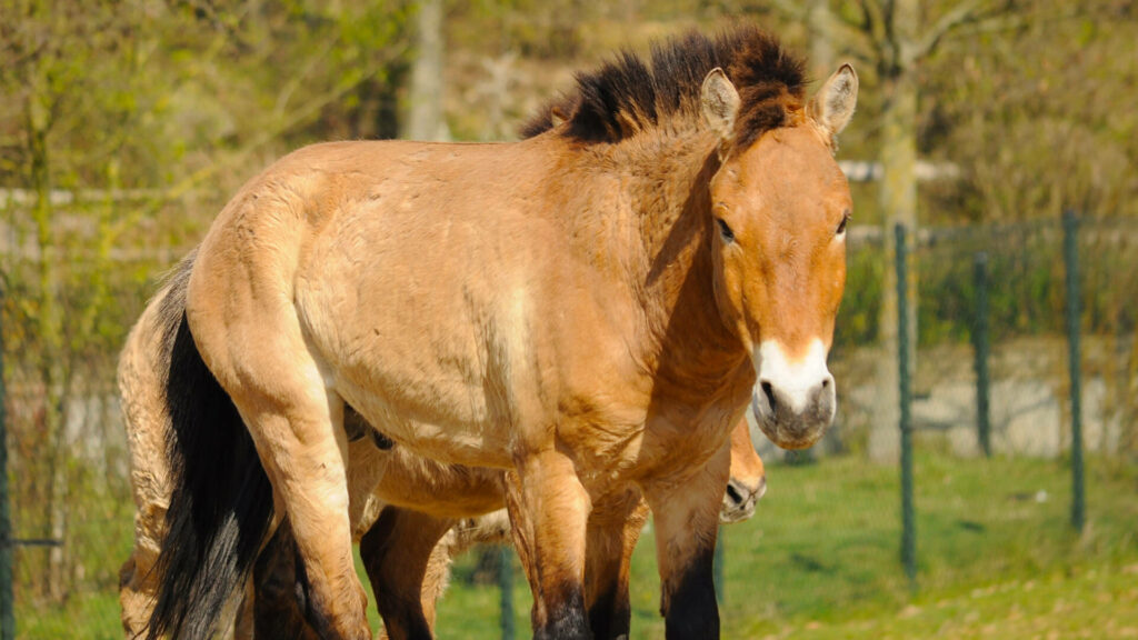 Przewalskipaard in GaiaZOO