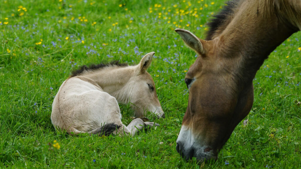 Przewalskipaard veulen met aalstreep in GaiaZOO