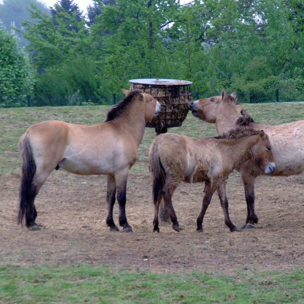 Adopteer het przewalskipaard 