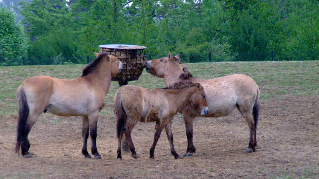 Przewalskipaarden bij hooiruif in GaiaZOO