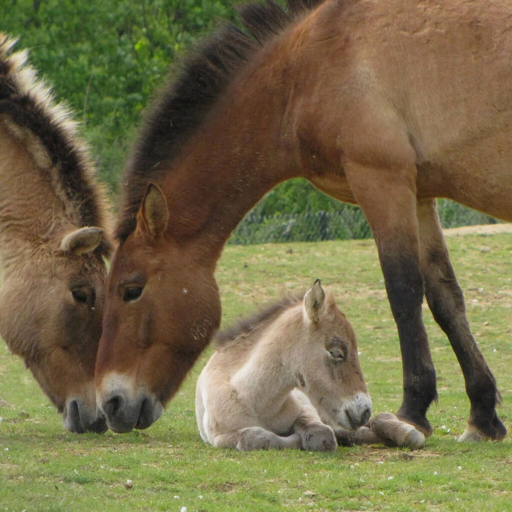Przewalski horses 