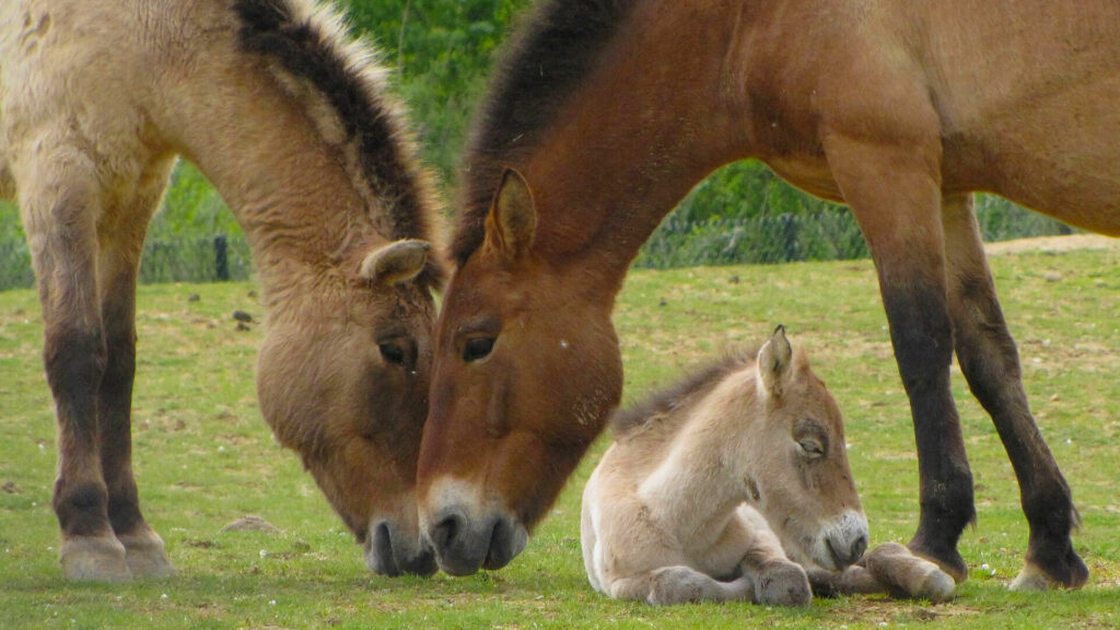 Przewalskipaarden met jong in GaiaZOO