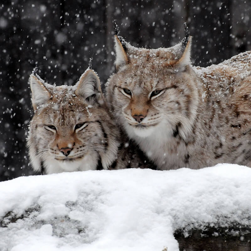 Twee lynxen in de sneeuw fotograaf Rob Cabo