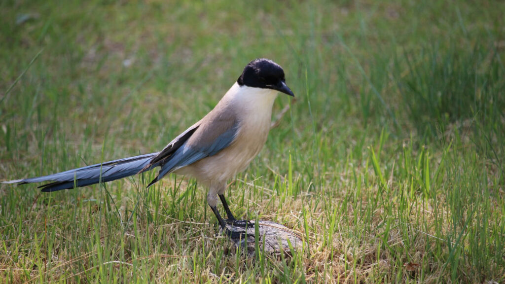 Adoptieren Sie den Blauelster 
