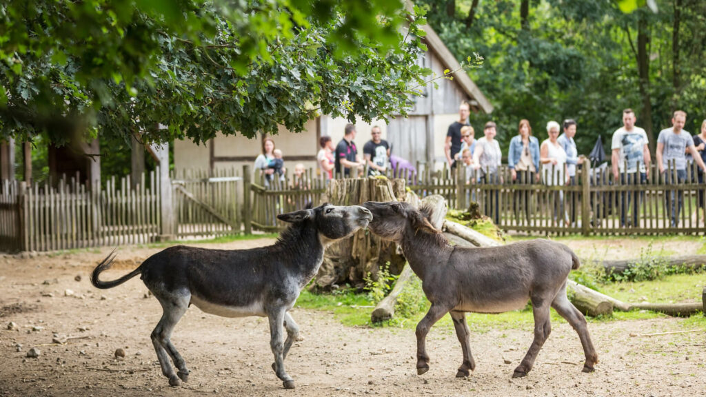dwergezels samen in GaiaZOO