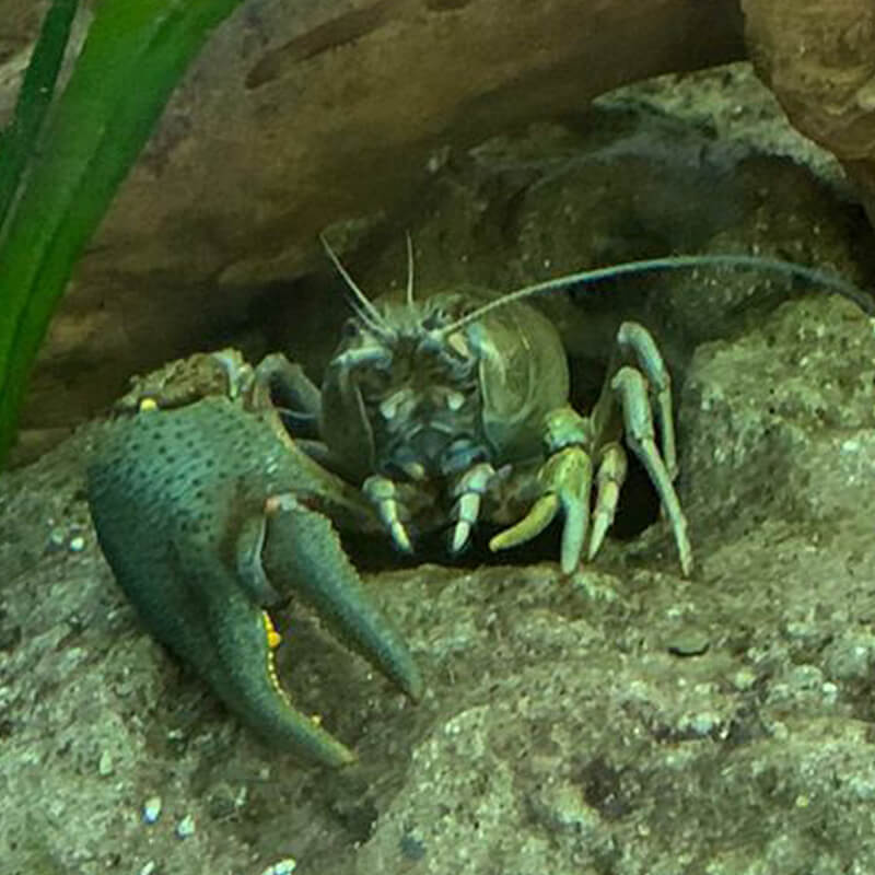 europese rivierkreeft van dichtbij in GaiaZOO
