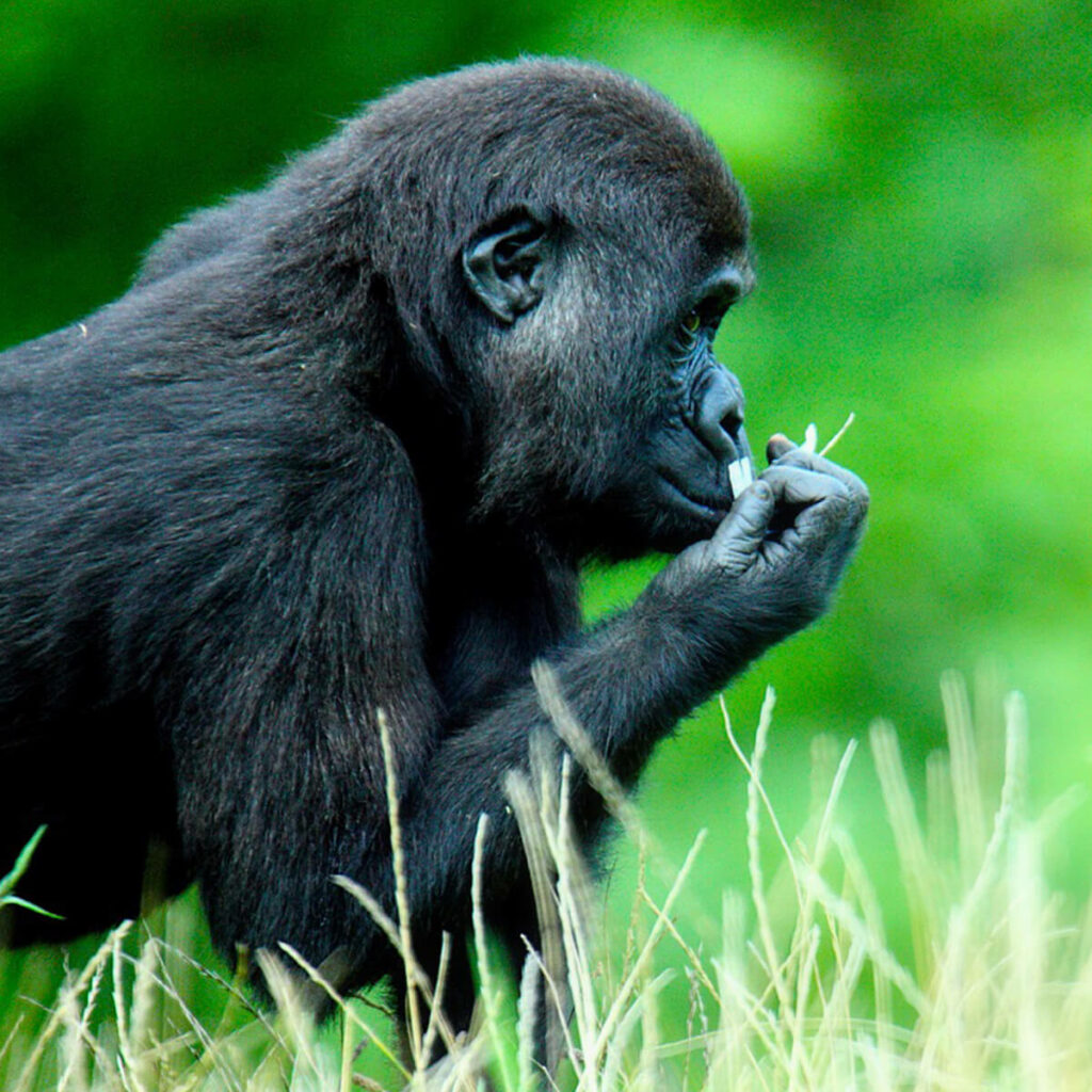 gorilla met gras door Pascal Lemlijn in GaiaZOO