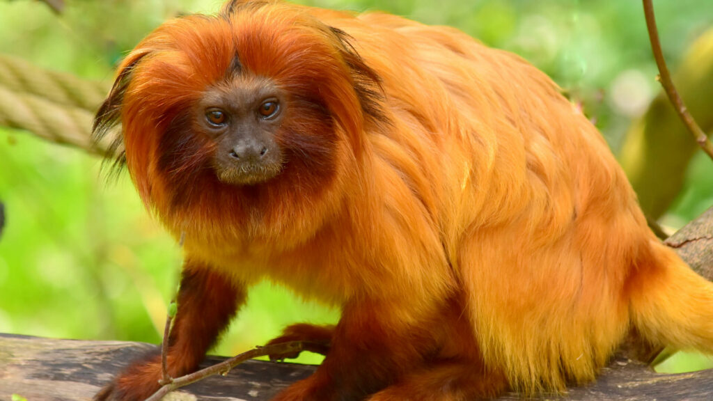Verras jij je klasgenoten met deze leuke dierenspreekbeurt? 