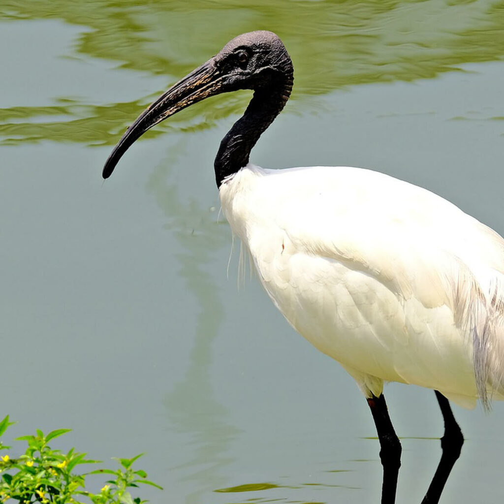 Adopteer de heilige ibis 
