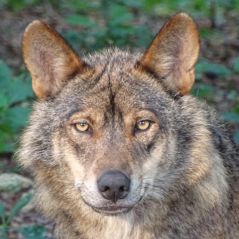 de Iberische wolf in GaiaZOO
