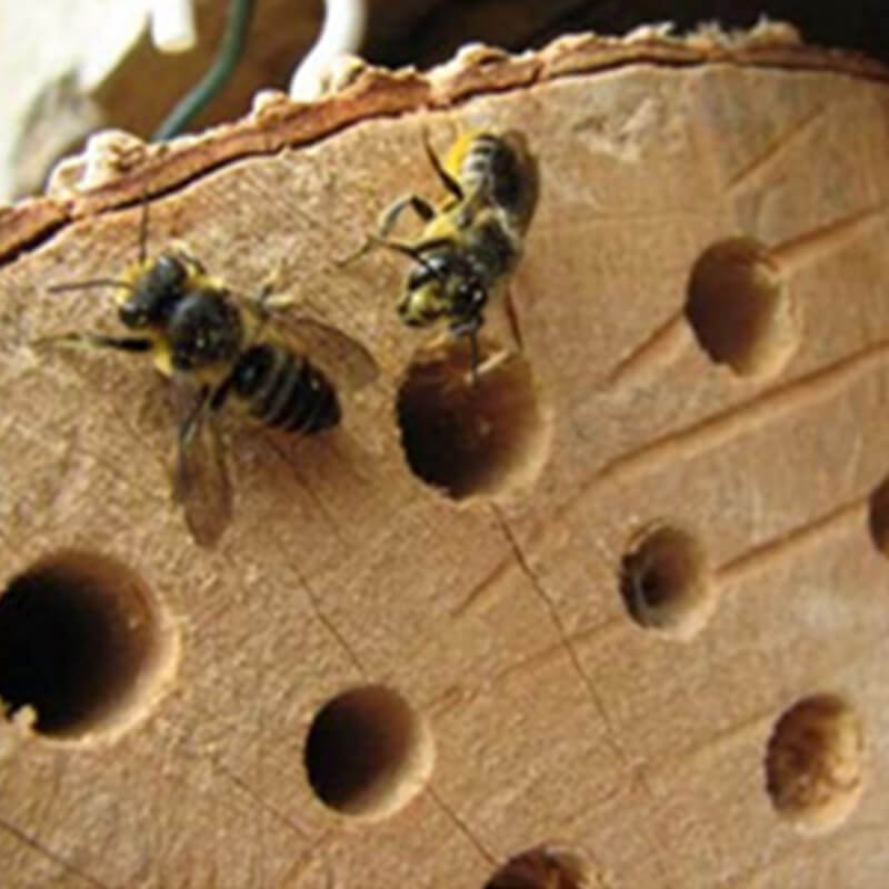 Bouw je eigen insectenhotel van GaiaZOO